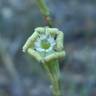 Fotografia 5 da espécie Silene legionensis do Jardim Botânico UTAD