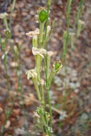 Fotografia da espécie Silene legionensis