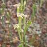 Fotografia 6 da espécie Silene legionensis do Jardim Botânico UTAD