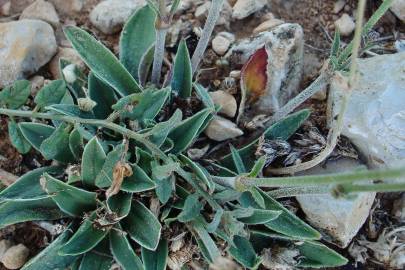 Fotografia da espécie Silene legionensis