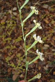 Fotografia da espécie Silene legionensis