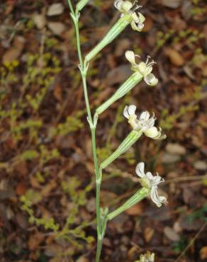 Fotografia 1 da espécie Silene legionensis no Jardim Botânico UTAD