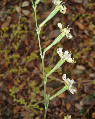 Fotografia de capa Silene legionensis - do Jardim Botânico