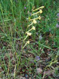 Fotografia da espécie Silene legionensis