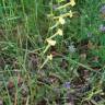 Fotografia 9 da espécie Silene legionensis do Jardim Botânico UTAD