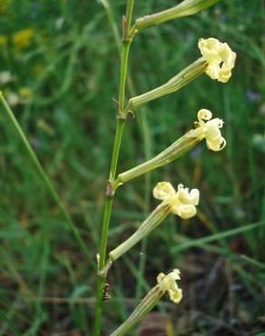 Fotografia 10 da espécie Silene legionensis no Jardim Botânico UTAD