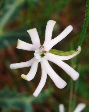 Fotografia 11 da espécie Silene legionensis no Jardim Botânico UTAD