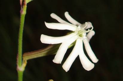 Fotografia da espécie Silene legionensis