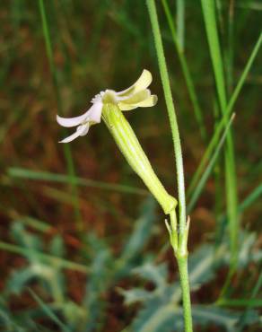 Fotografia 15 da espécie Silene legionensis no Jardim Botânico UTAD