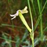 Fotografia 15 da espécie Silene legionensis do Jardim Botânico UTAD