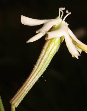 Fotografia 16 da espécie Silene legionensis no Jardim Botânico UTAD