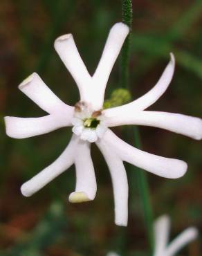 Fotografia 17 da espécie Silene legionensis no Jardim Botânico UTAD