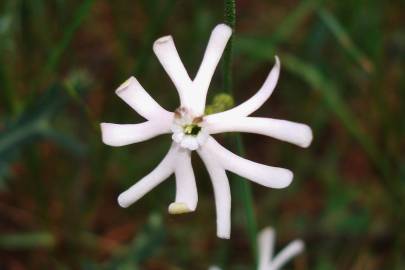 Fotografia da espécie Silene legionensis