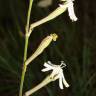 Fotografia 18 da espécie Silene legionensis do Jardim Botânico UTAD