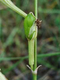 Fotografia da espécie Silene legionensis