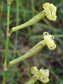 Fotografia da espécie Silene legionensis