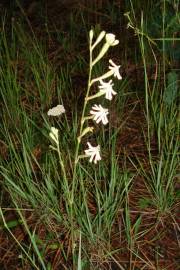 Fotografia da espécie Silene legionensis