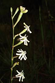 Fotografia da espécie Silene legionensis