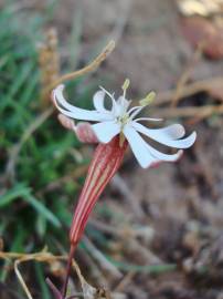 Fotografia da espécie Silene portensis subesp. portensis