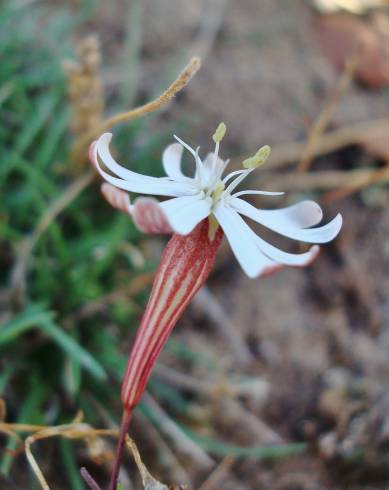 Fotografia de capa Silene portensis subesp. portensis - do Jardim Botânico