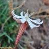 Fotografia 1 da espécie Silene portensis subesp. portensis do Jardim Botânico UTAD