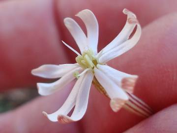 Fotografia da espécie Silene portensis subesp. portensis