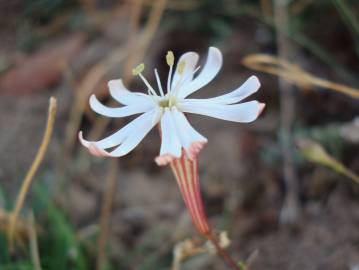 Fotografia da espécie Silene portensis subesp. portensis