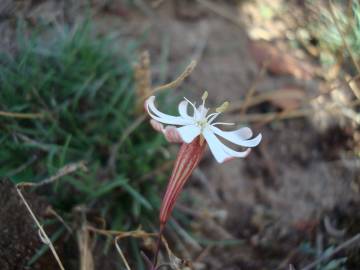 Fotografia da espécie Silene portensis subesp. portensis