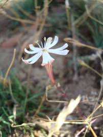Fotografia da espécie Silene portensis subesp. portensis