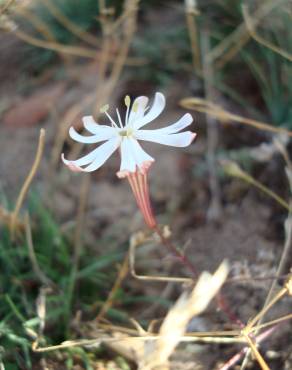 Fotografia 5 da espécie Silene portensis subesp. portensis no Jardim Botânico UTAD