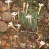 Fotografia 6 da espécie Silene portensis subesp. portensis do Jardim Botânico UTAD