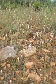 Fotografia da espécie Silene portensis subesp. portensis