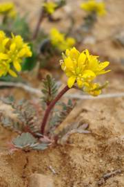 Fotografia da espécie Sisymbrella aspera subesp. aspera