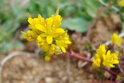 Fotografia da espécie Sisymbrella aspera subesp. aspera