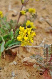 Fotografia da espécie Sisymbrella aspera subesp. aspera