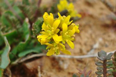 Fotografia da espécie Sisymbrella aspera subesp. aspera