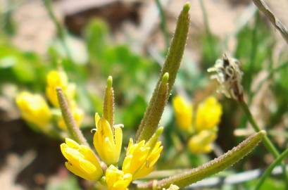 Fotografia da espécie Sisymbrella aspera subesp. aspera