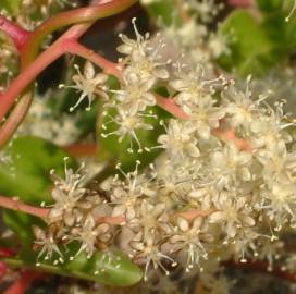Fotografia da espécie Anredera cordifolia