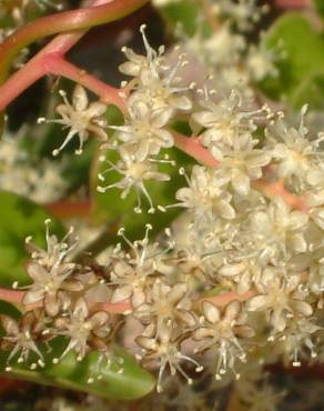 Fotografia 12 da espécie Anredera cordifolia no Jardim Botânico UTAD