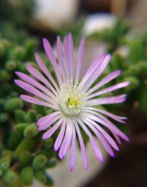 Fotografia 7 da espécie Drosanthemum floribundum no Jardim Botânico UTAD