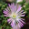 Fotografia 7 da espécie Drosanthemum floribundum do Jardim Botânico UTAD