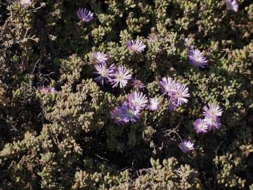 Fotografia da espécie Drosanthemum floribundum