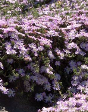 Fotografia 10 da espécie Drosanthemum floribundum no Jardim Botânico UTAD