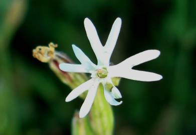 Fotografia da espécie Silene nocturna