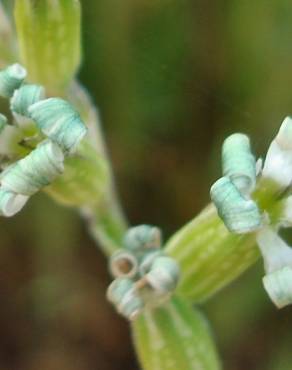 Fotografia 6 da espécie Silene nocturna no Jardim Botânico UTAD