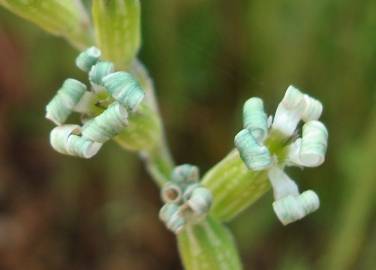 Fotografia da espécie Silene nocturna