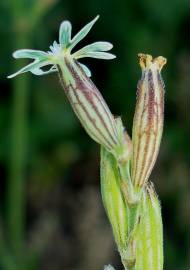 Fotografia da espécie Silene nocturna