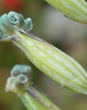 Fotografia 13 da espécie Silene nocturna no Jardim Botânico UTAD