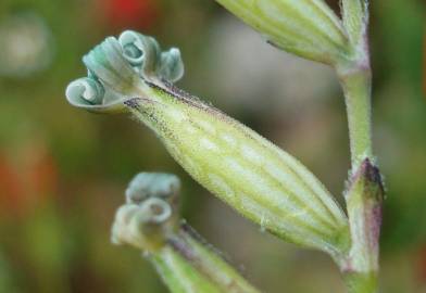 Fotografia da espécie Silene nocturna