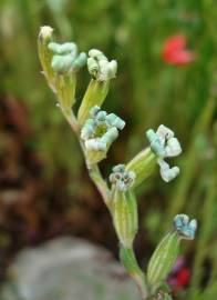 Fotografia da espécie Silene nocturna